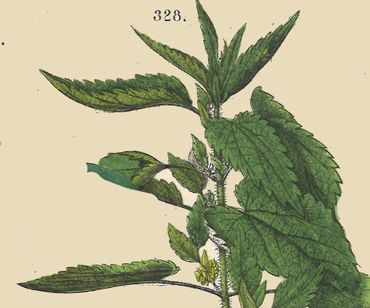 Grote brandnetel in de platenatlas bij De Flora van Nederland