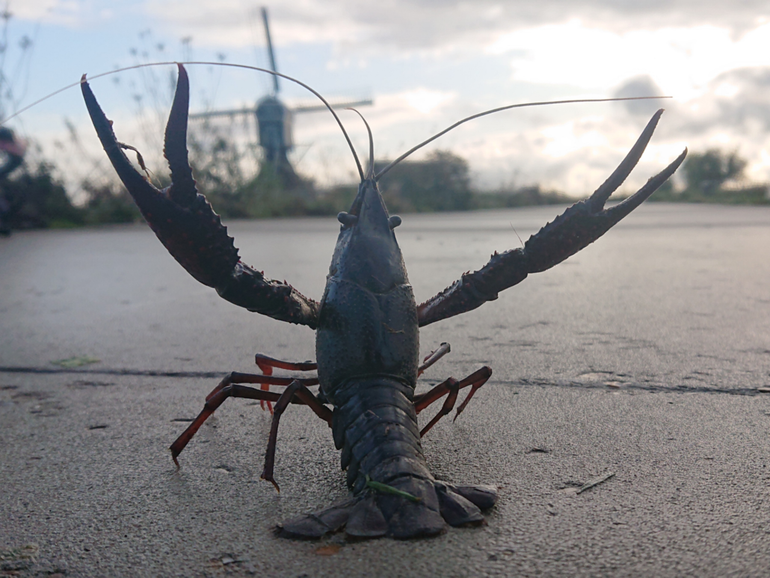 Red swamp crayfish