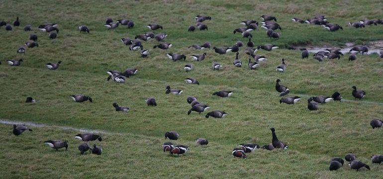 Een zoekplaatje: roodhalsganzen in een groep rotganzen