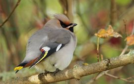 Johan Buckens Pestvogel mannetje