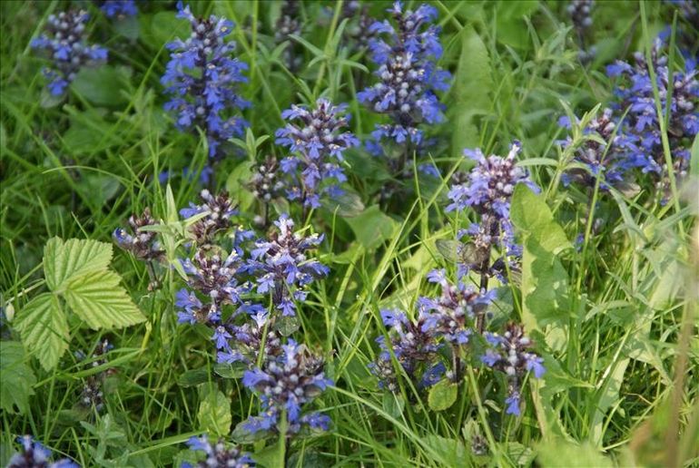 De inheemse plant kruipend zenegroen is rijk aan nectar en oefent daarom een grote aantrekkingskracht uit op bijen en vlinders