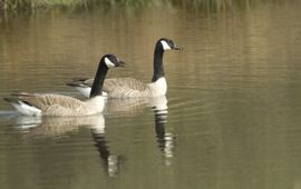 Branta canadensis. Paar. Grote Canadese gans