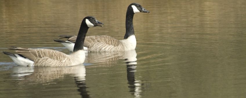 Branta canadensis. Paar. Grote Canadese gans