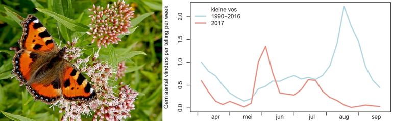 Kleine vos in de monitoringroutes in 2017 (rood), vergeleken met de langjarige trend (blauw)