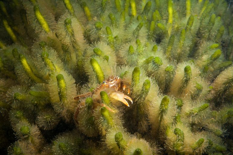 Viltwier (Codium fragile subsp. fragile) is een exoot die al sinds 1921 in Nederland voorkomt. In het midden een exemplaar van de Gewimperde zwemkrab (Liocarcinus navigator)