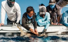 Drew McDougall, Beneath the Waves Shark tagging