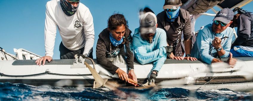 Shark tagging