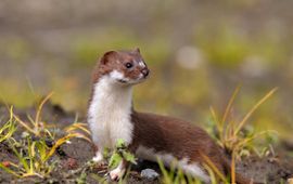 Piet Munsterman, Saxifraga Mustela erminea. Hermelijn