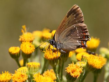 Een bruine eikenpage, nectar drinkend op jakobskruiskruid