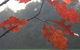 nijeholtGNUF herfstblad