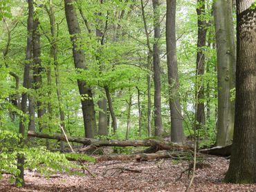 Park Sonsbeek &ndash; in de bossen en parken wordt veel waarde gehecht aan dood hout