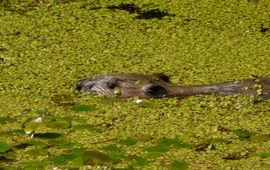 Jonge bever in het kroos