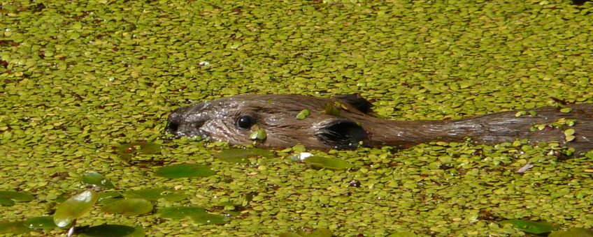 Jonge bever in het kroos