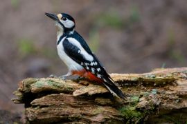 Dendrocopos major. Grote bonte specht