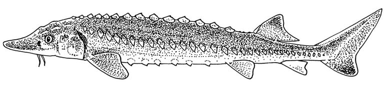 Europese Atlantische steur (Acipenser sturio)