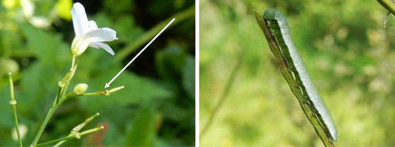 Jonge rups op het jonge hauwtje van pinksterbloem en een volgroeide rups op het zaad van look-zonder-look