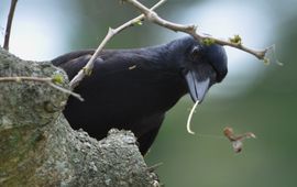 Caledonian crow with tool