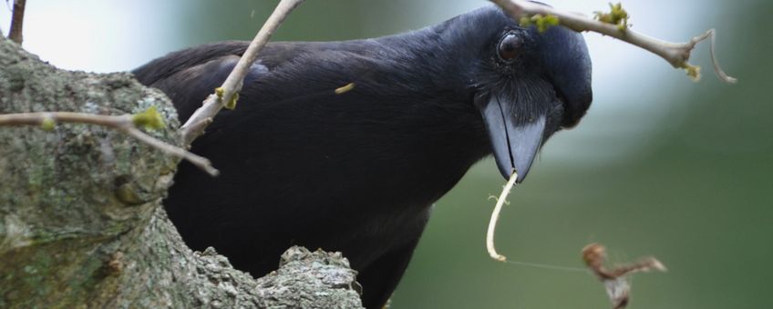 Caledonian crow with tool