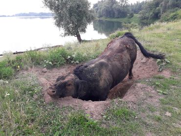 Een stier die fanatiek bezig is in zijn stierenkuil