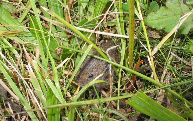 Noordse woelmuis