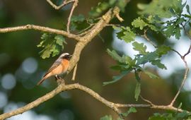 Phoenicurus phoenicurus. Gekraagde roodstaart, man