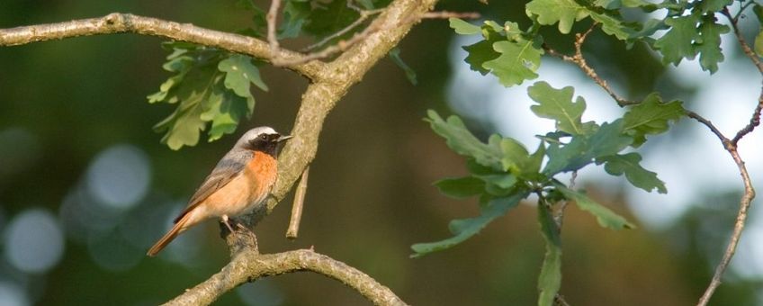 Phoenicurus phoenicurus. Gekraagde roodstaart, man