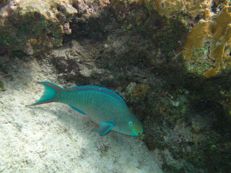 Papegaaivis op een koraalrif van Bonaire