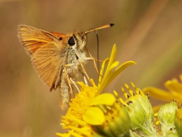 Het zwartsprietdikkopje waarvan de eitjes overwinteren in grashalmen