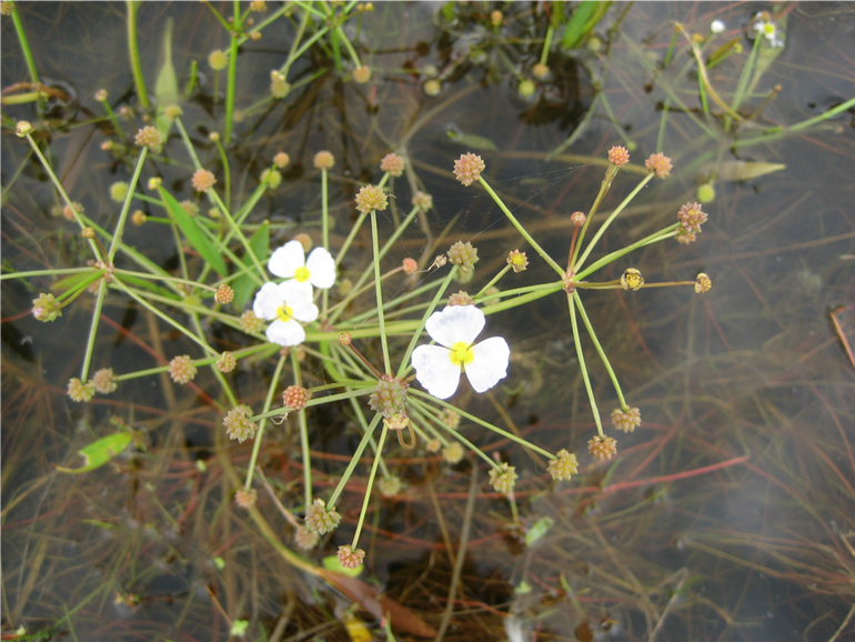 Stijve moerasweegbree is één van de zeldzame soorten in De Zumpe