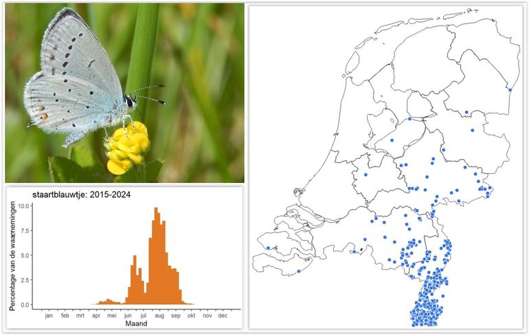 De verspreiding van het staartblauwtje van 2011 tot juli 2025 en een vliegtijdengrafiekje