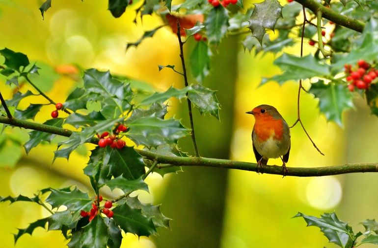 Roodborst in hulst