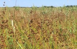 Juncus acuminatus