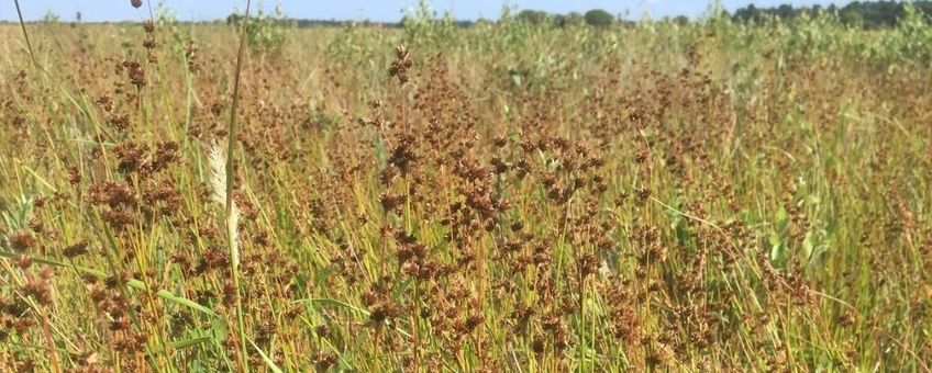 Juncus acuminatus