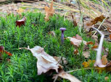 Laccaria amethystina reageert sterk op de aanwezigheid van steenmeel, mogelijk door het vrijkomen van ammonium