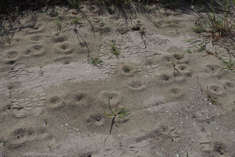 Enorme nestdichtheid in bestrating van het mediterraan draaigatje