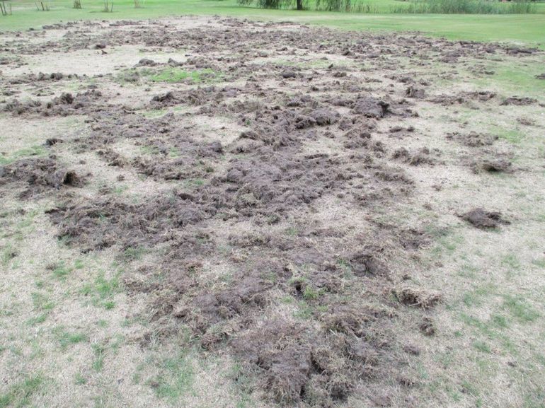 Schade aan grasveld door engerlingen