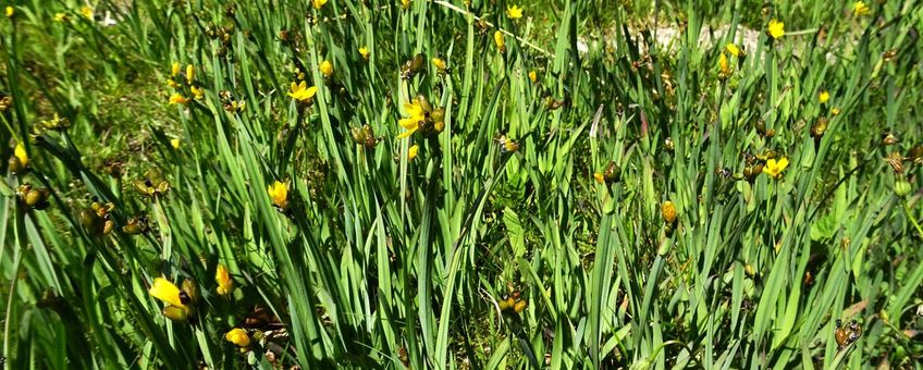 Gele bieslelie op de Grevelingendam