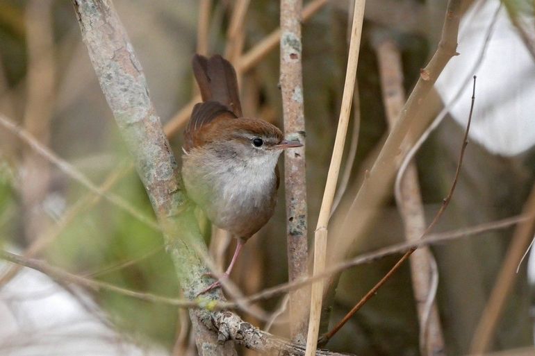 Cetti's zangers worden zwaar getroffen door strenge winters, maar die komen steeds minder voor in Nederland, waardoor de aantallen toenemen