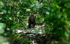 © Victor Rosales / IFAW Een jaguar loopt de jungle van Mexico in.