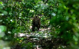 Een jaguar loopt de jungle van Mexico in.