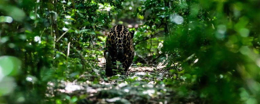 Een jaguar loopt de jungle van Mexico in.