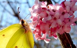 citroenvlinder op Viburnum - primair