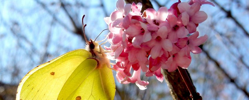 citroenvlinder op Viburnum - primair