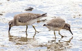 Calidris canutus. Kanoet