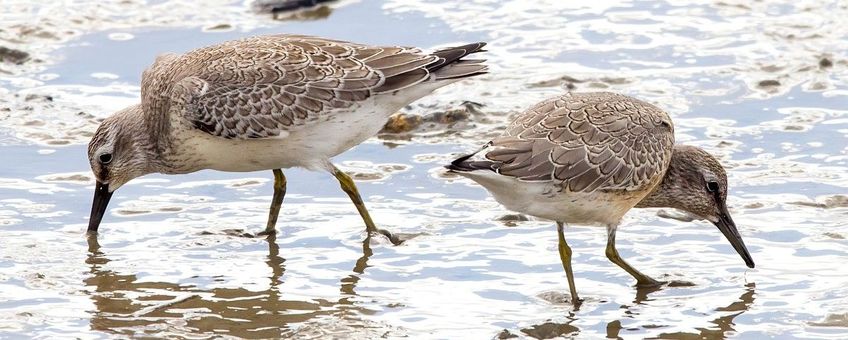 Calidris canutus. Kanoet