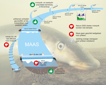 Knelpunten en kansen voor de rivierprik in de Maas