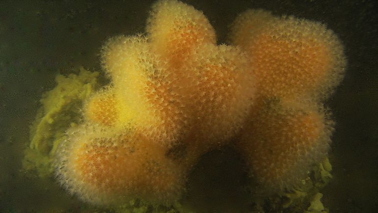 Een grote kolonie Dodemansduim in de Oosterschelde. Het aantal vertakkingen geeft aan dat het een ouder exemplaar is