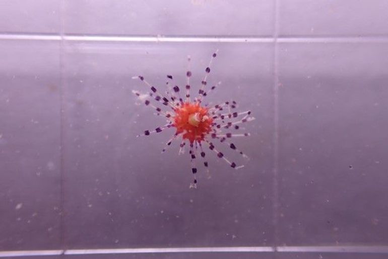 Diadema settlers found on the artificial turfs. Note the red color that changes to black as they age. The bands on the spines are typical of settlers and juvenile urchins