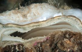 Silvia Waajen Platte oester