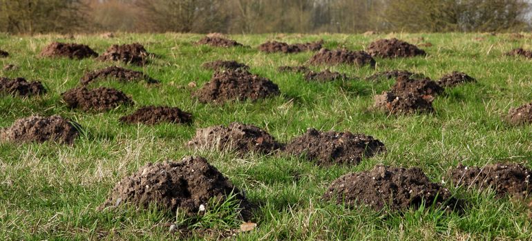 Een veld vol molshopen